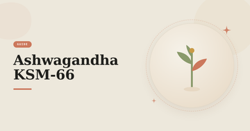 Illustration av en grön örtplanta – guide om ashwagandha KSM-66 och withanolider.