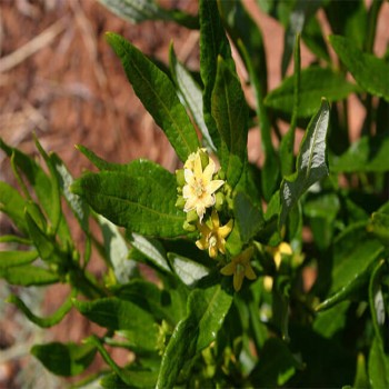 Du ser en planta av fadogia agrestis, med blomman som är gul i mitten och på sidan blad från busken, växten.