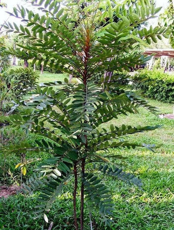 Tongkat Ali-rot och träd i naturlig miljö – Eurycoma longifolia